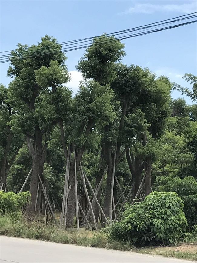 苗木銷售